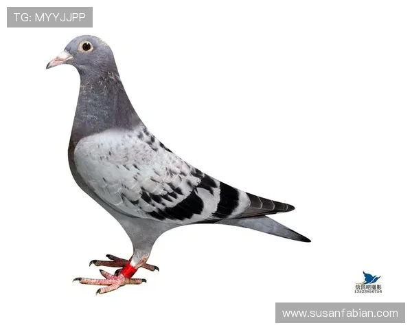 AG国际网址大全推荐，详细介绍各大平台官方入口及其优势与安全保障措施